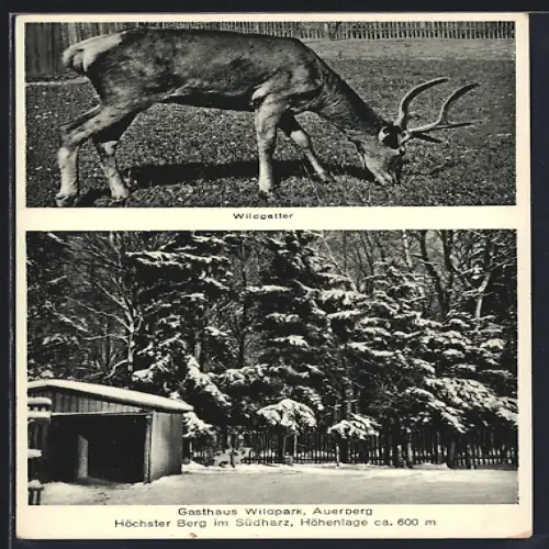AK Auerberg / Harz, Gasthaus Wildpark, Wildgatter, Hirsch
