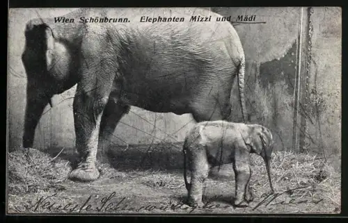AK Wien-Schönbrunn, Elefant Mizzi und Mädi
