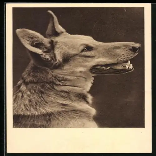 AK Wien, Österreichischer Tierschutzverein, Sensengasse 5, Aufmerkender Schäferhund