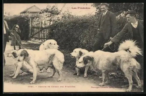 AK Les Pyrénées, Groupe de Chiens des Pyrénées