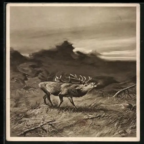 AK röhrender Hirsch auf einem Feld