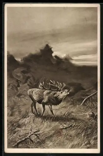 AK röhrender Hirsch auf einem Feld