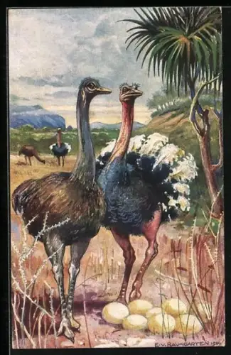 Künstler-AK Strausse in Südwestafrika, Kolonialkriegerdank