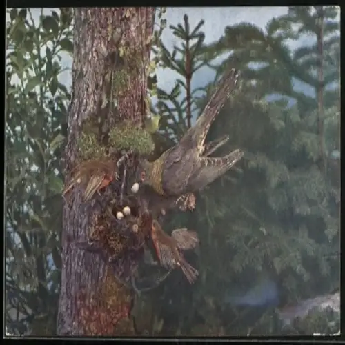 AK Kuckuck an einem Rotkehlchen-Nest