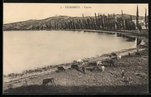 AK Lézigneux, Vidrieu, Vaches paissant au bord du lac avec rangée d`arbres et collines en arrière-plan
