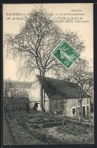 AK Ravières, Le Noyer du Vétérinaire Schwartz dans le jardin en hiver
