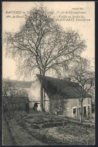 AK Ravières, Arbre majestueux au jardin de M. Schwartz vétérinaire