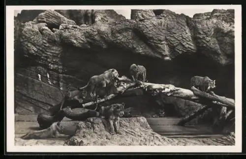 AK Hamburg-Stellingen, Carl Hagenbeck's Tierpark, Tiger und Löwen in der offenen Löwenschlucht