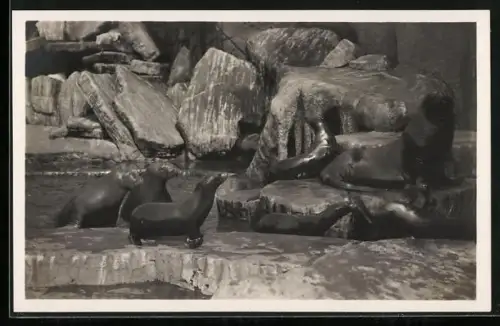 AK Hamburg-Stellingen, Carl Hagenbecks Tierpark, Walrosse, Seelöwen und Seebären