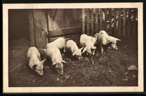 AK Schweine auf Futtersuche im Stall