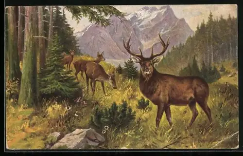 AK Hirsche am Waldrand mit Blick zu den Bergen