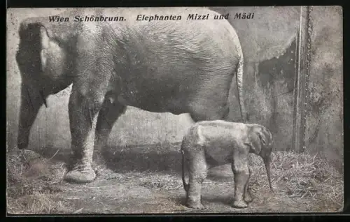 AK Wien-Schönbrunn, Elefant Mizzi und Mädi