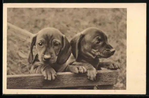 AK Tierschutzverein Wien, neugierige Hundewelpen