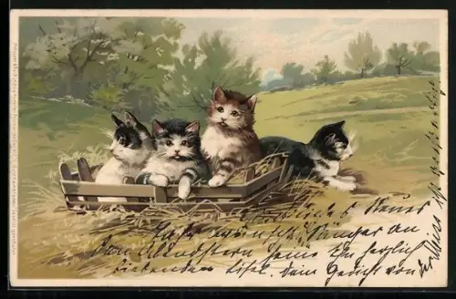 Lithographie Katzen in einer Holzkiste