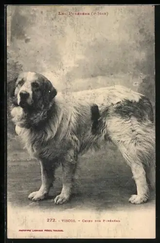 AK Pyrenäenberghund Viscos