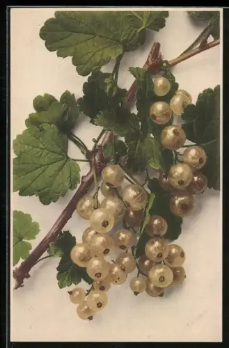 AK Zweig mit Stachelbeeren