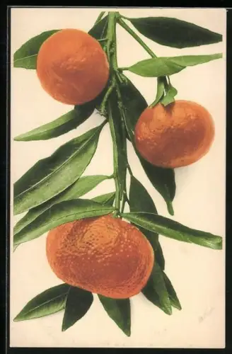 AK Zweig mit Orangen und Blättern