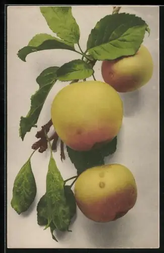 AK Drei Äpfel am Zweig