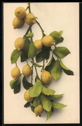 AK Reife Zitronen an einem Zweig
