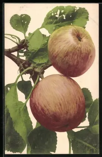 AK Äpfel am Zweig mit Blättern