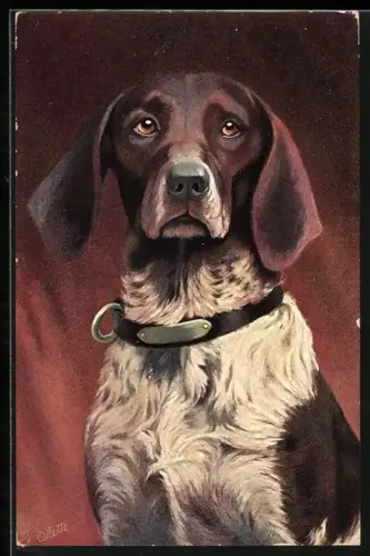 Künstler-AK Deutscher Hühnerhund mit Halsband (Portrait)