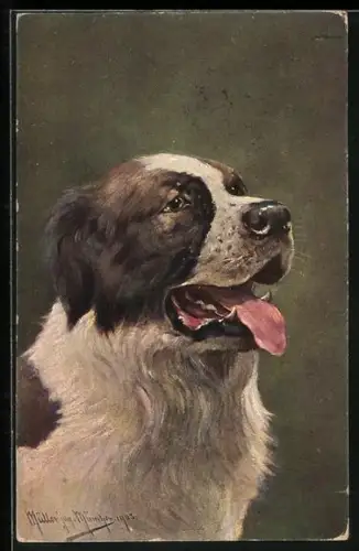 Künstler-AK M. Müller jun.: Portrait eines Bernhardiners