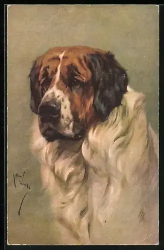 AK Portrait eines Bernhardiners