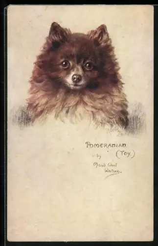 Künstler-AK Spitz, brauner Pomeranian sieht Betrachter an