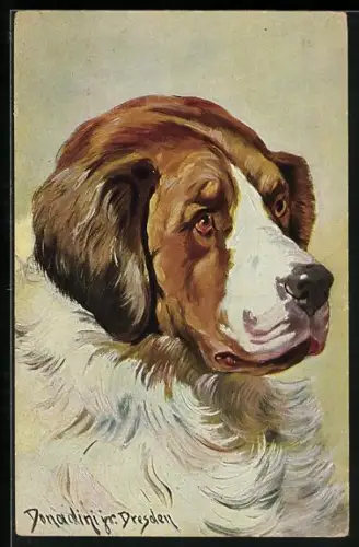 Künstler-AK Antonio Donadini: Portrait eines Bernhardiners