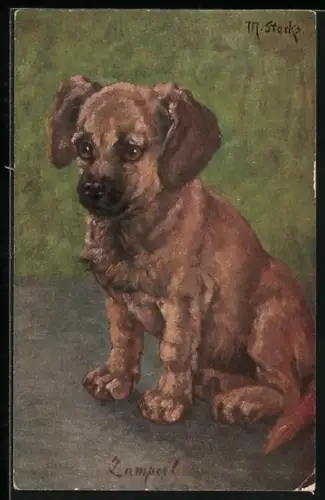 AK Hundewelpe Zamperl, Portrait