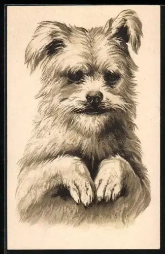 AK Terrier macht Männchen
