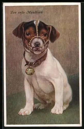 AK Terrier mit seinem ersten Maulkorb