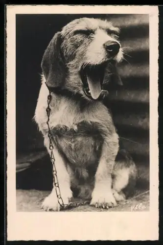 AK Gähnender Hund mit Halsband