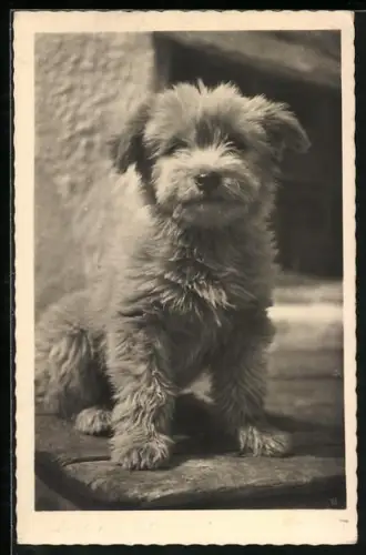 AK Süsser Terrier wartet an der Tür auf sein Herrchen