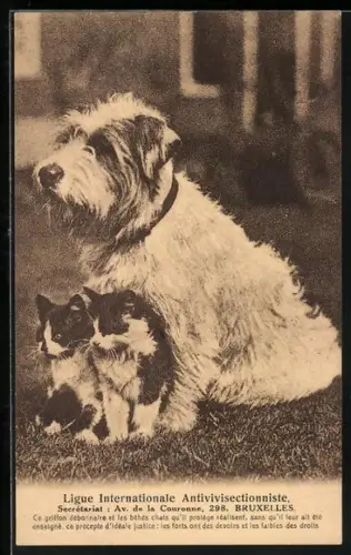 AK Tierfreundschaft zwischen Terrier u. Katzenjungen