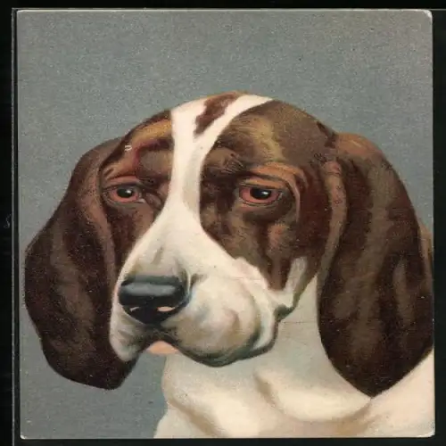 AK Kopf von einem Jagdhund