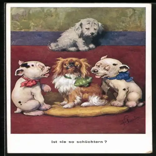 AK Bonzo umgarnt eine Hundedame, Ist sie so schüchtern?