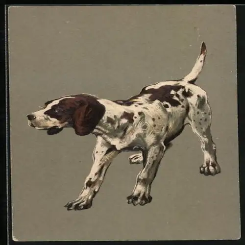 AK Zögerlich zurückweichender Jagdhund