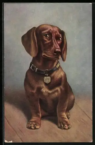 AK Portrait eines Dackels mit Halsband und Marke