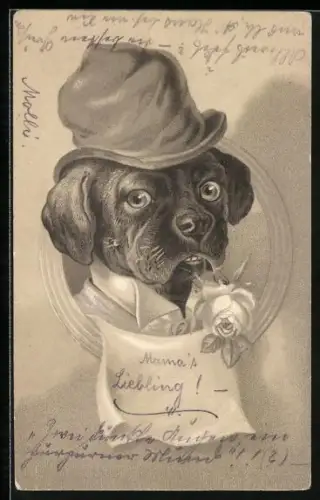 AK Bulldogge in Hemd und mit Hut und Rose im Mund