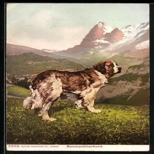 AK Bernhardinerhund in den Alpen