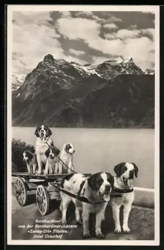AK Flüelen, Bernhardiner aus der Bernhardiner-Züchterei Zwing-Uri im Hundegespann