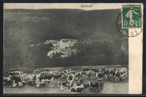 AK Schlucht, Vue sur le troupeau de vaches et le bâtiment en arrière-plan