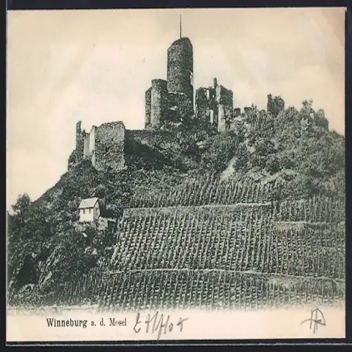 AK Winneburg a. d. Mosel, Burgruine mit Weinbergen