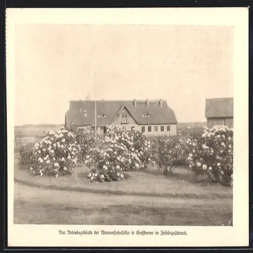 AK Grossbeeren, Betriebsgebäude der Moorversuchsfelder im Frühlingsschmuck