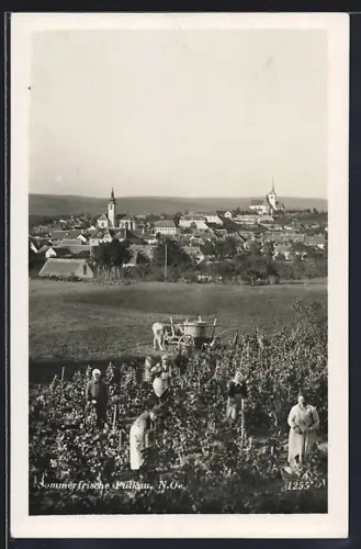 AK Pulkau /N. Oe., Teilansicht mit Bauern