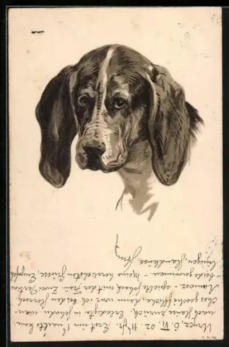 Lithographie Kopf eines Jagdhundes mit langen Ohren