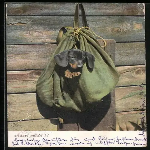 AK Dackel im Wanderrucksack an der Wand