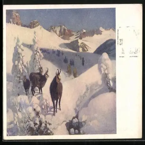 AK Gämsen im Schnee
