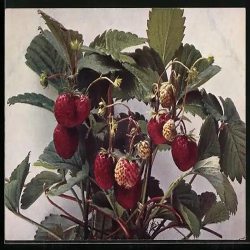 AK Garten-Erdbeere, Fragaria elatior hybrida